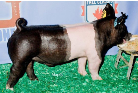 16-1 Lewis Genetics Winners