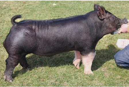 16-7 Lewis Genetics Winners